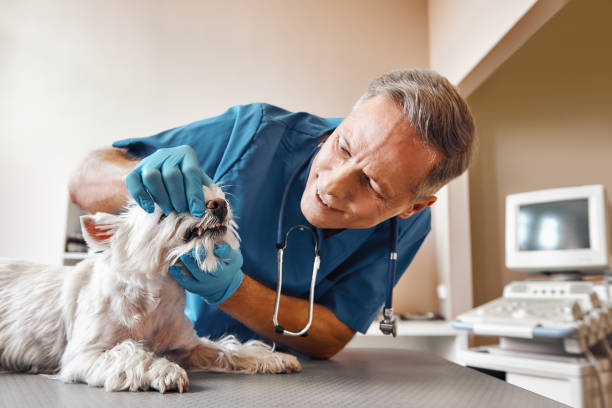 Best Emergency X-Rays and Diagnostics in Dallastown, PA